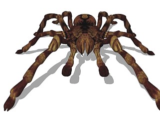 精品动物模型蜘蛛 (1)